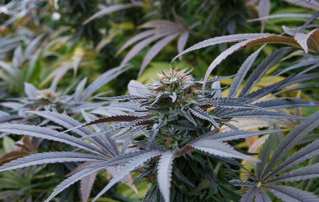 Humboldt Grown Cannabis Flower