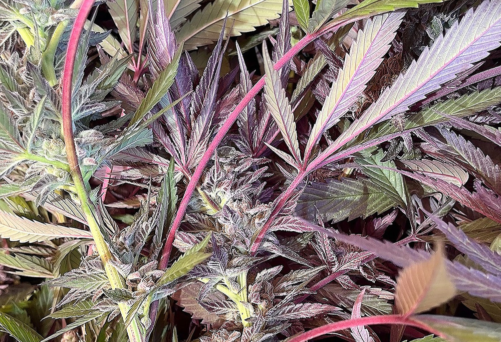 Gush Mints Cannabis Flower
